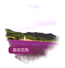 紫衣花海